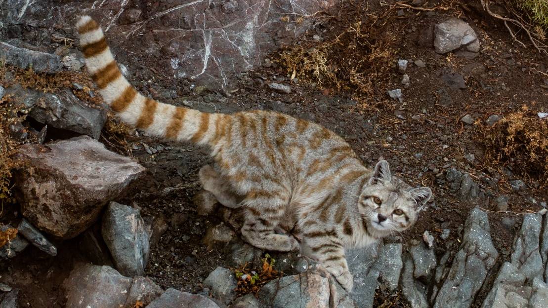 Gato andino