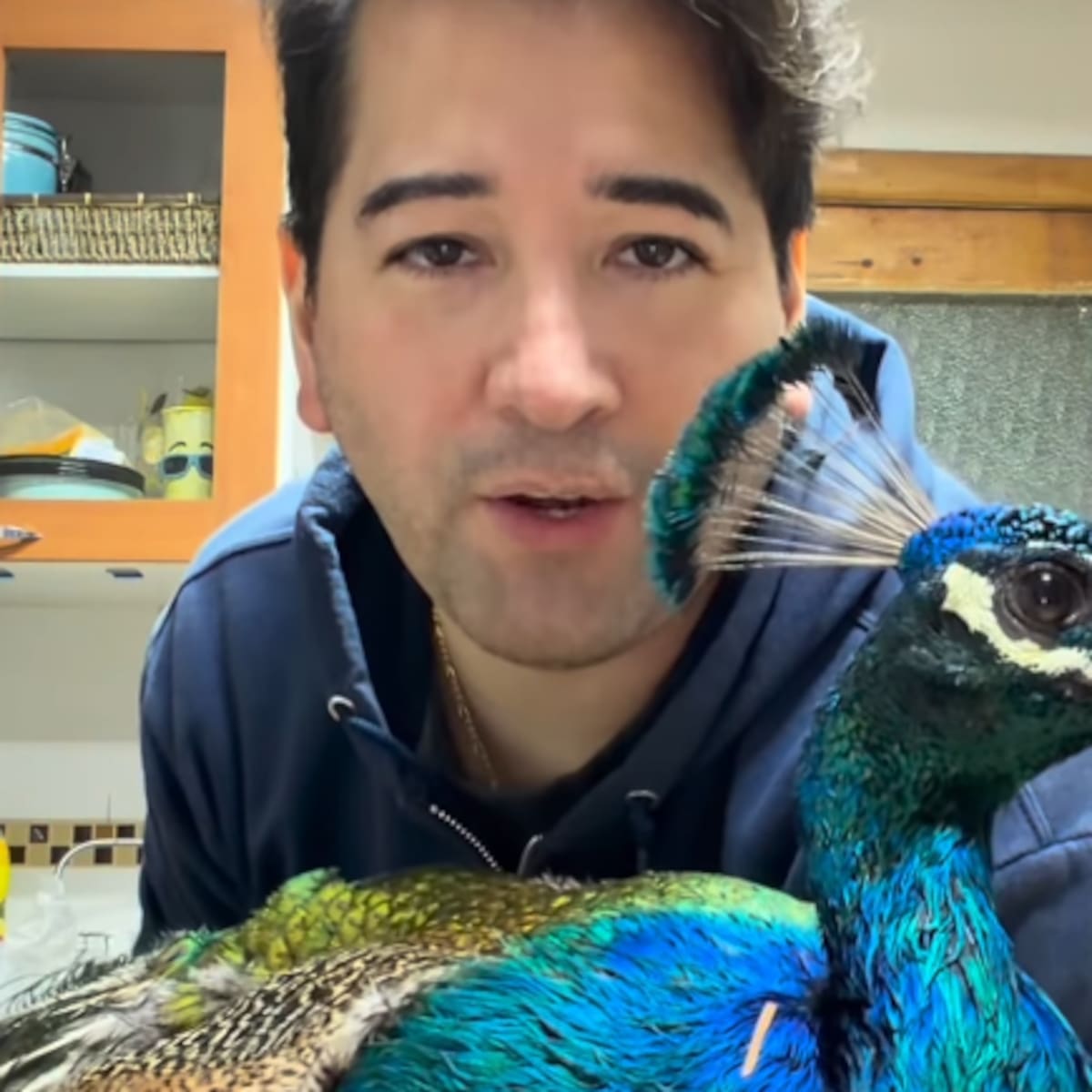 “No quiero que se vayan de aventura”: diputado Javier Olivares es cuestionado por “corte de alas” a uno de sus pavos reales