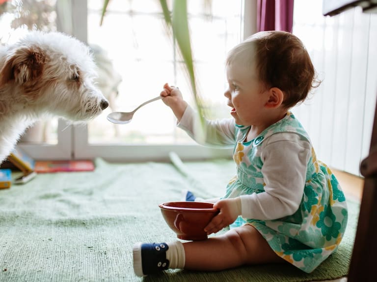 Organización animalista busca incluir los derechos animales en la Nueva Constitución: «Hoy son tratados como bienes muebles»