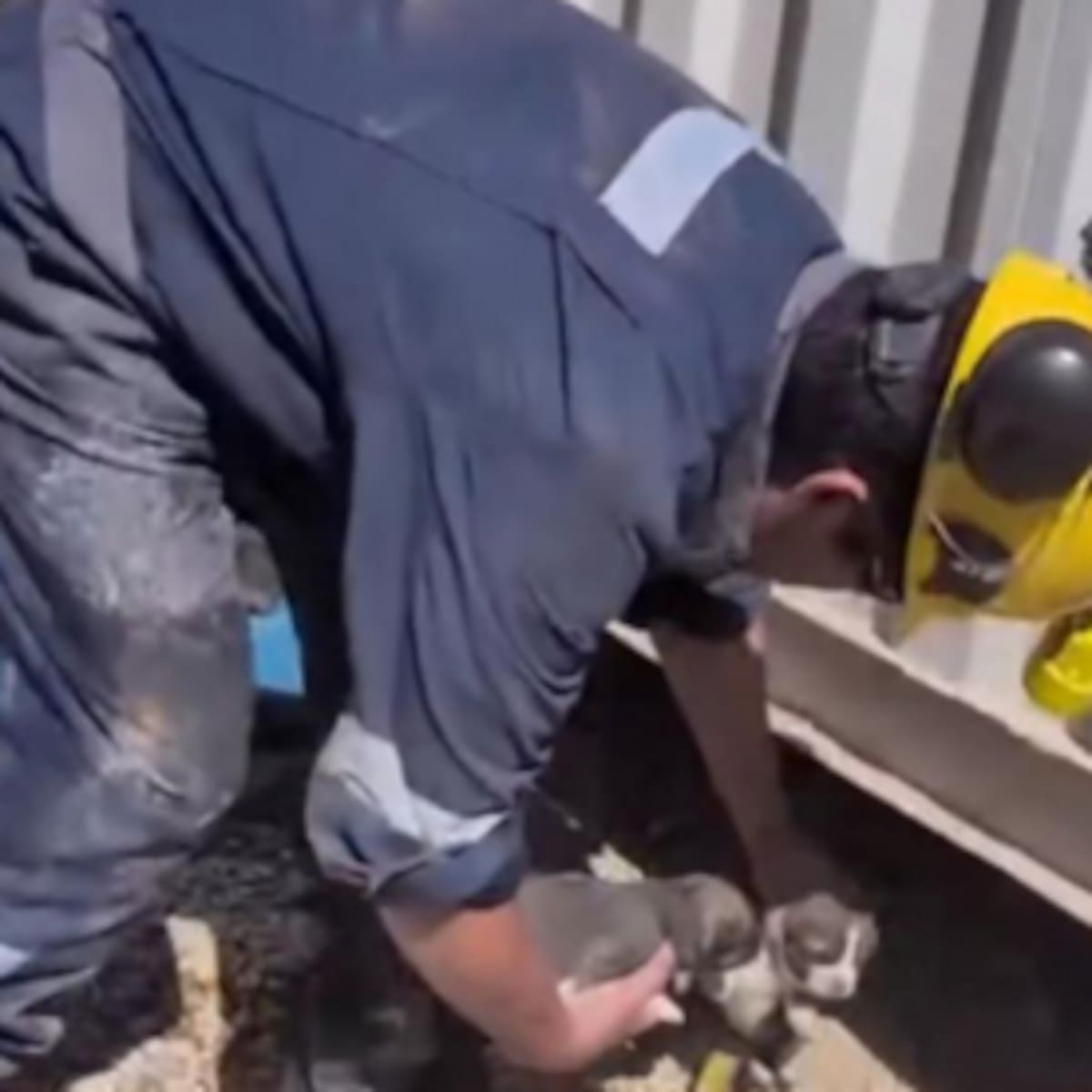 Hombre es condenado por ahogar a cinco cachorros en un balde en Tierra Amarilla