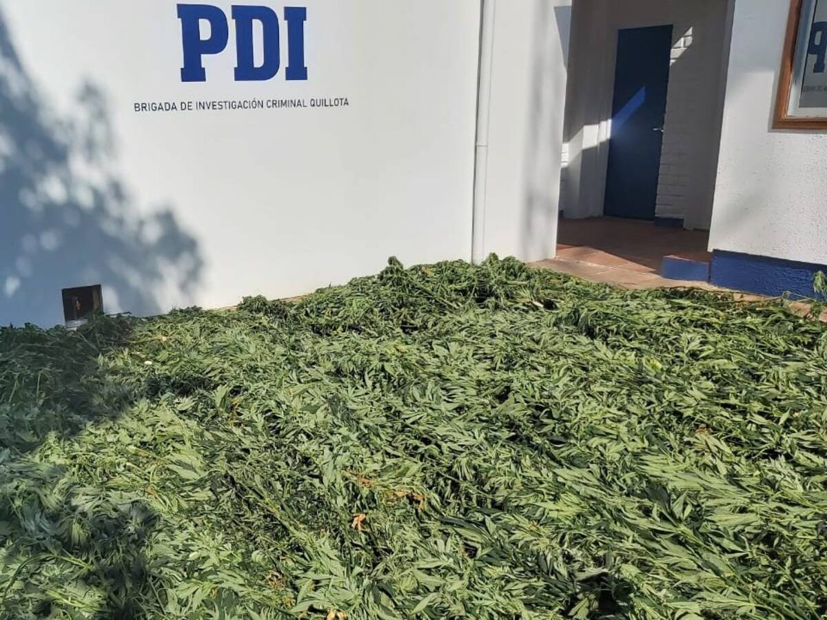 PDI incautó mil plantas de marihuana en Quillota