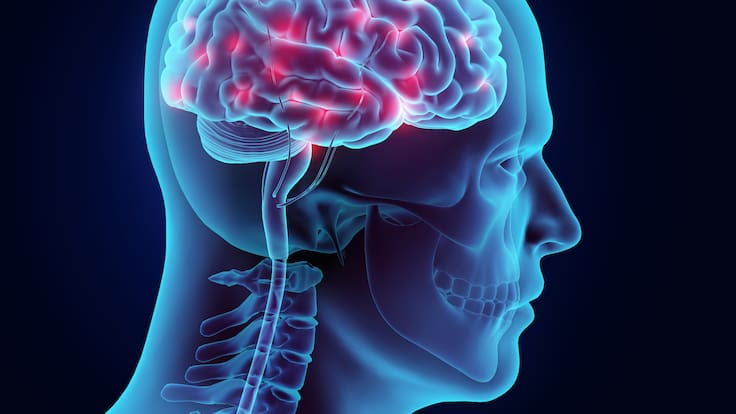 Científicos descubren que el cerebro de la mujer cambia físicamente durante la menstruación