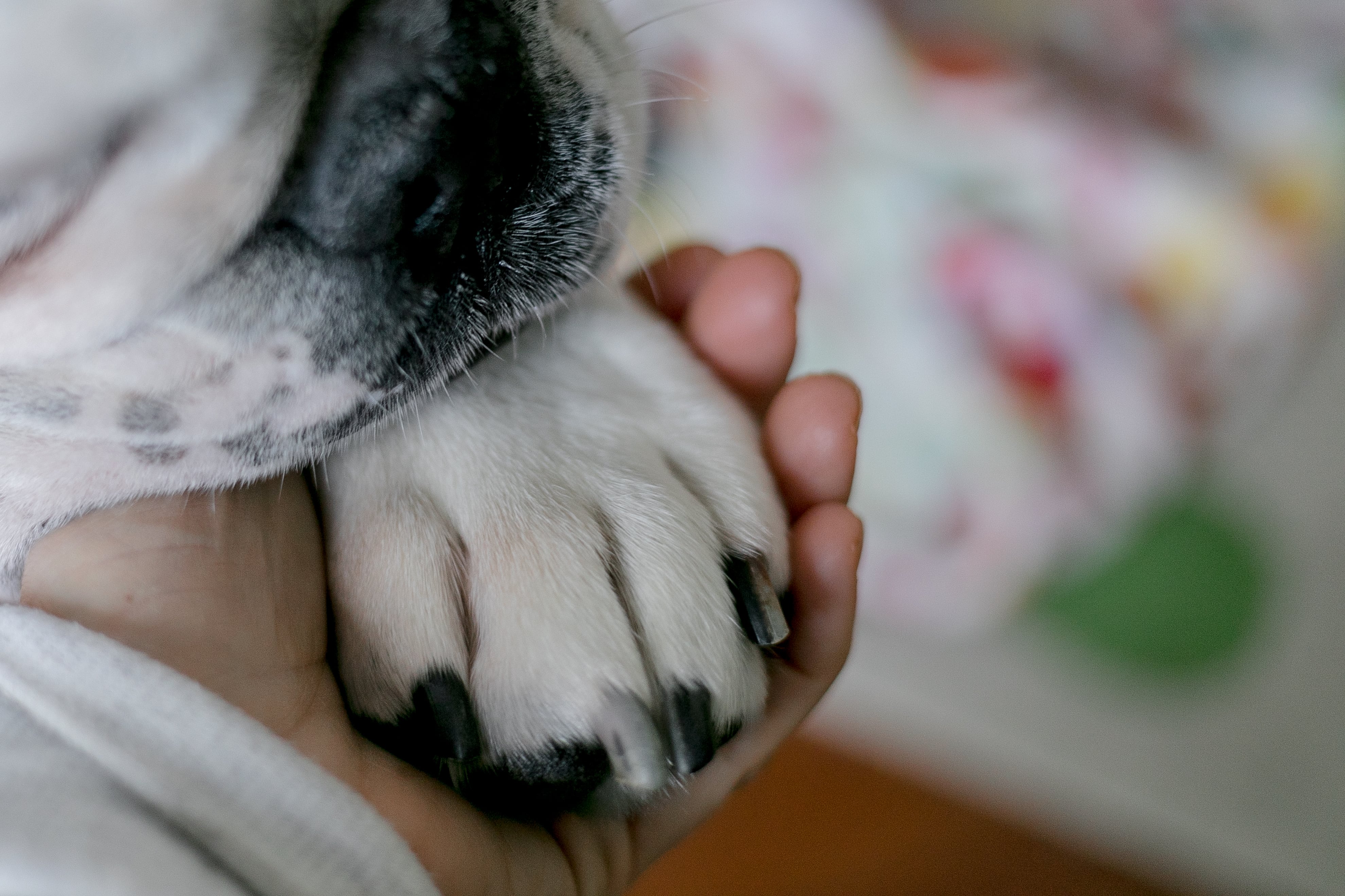 La Serena resguardará a perros comunitarios ante el sistema frontal: serán trasladados a un lugar seguro