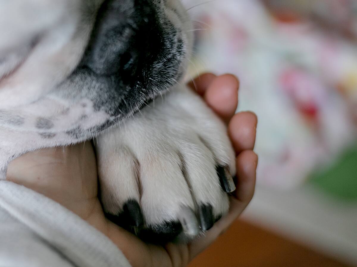 La Serena resguardará a perros comunitarios ante el sistema frontal: serán trasladados a un lugar seguro