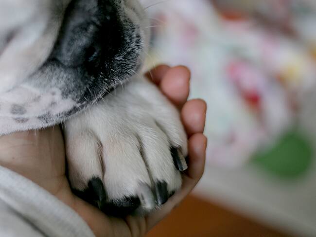 La Serena resguardará a perros comunitarios ante el sistema frontal: serán trasladados a un lugar seguro