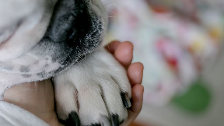 Detienen en Huechuraba a hombre acusado de amputar orejas y colas a cachorros en cirugías estéticas clandestinas