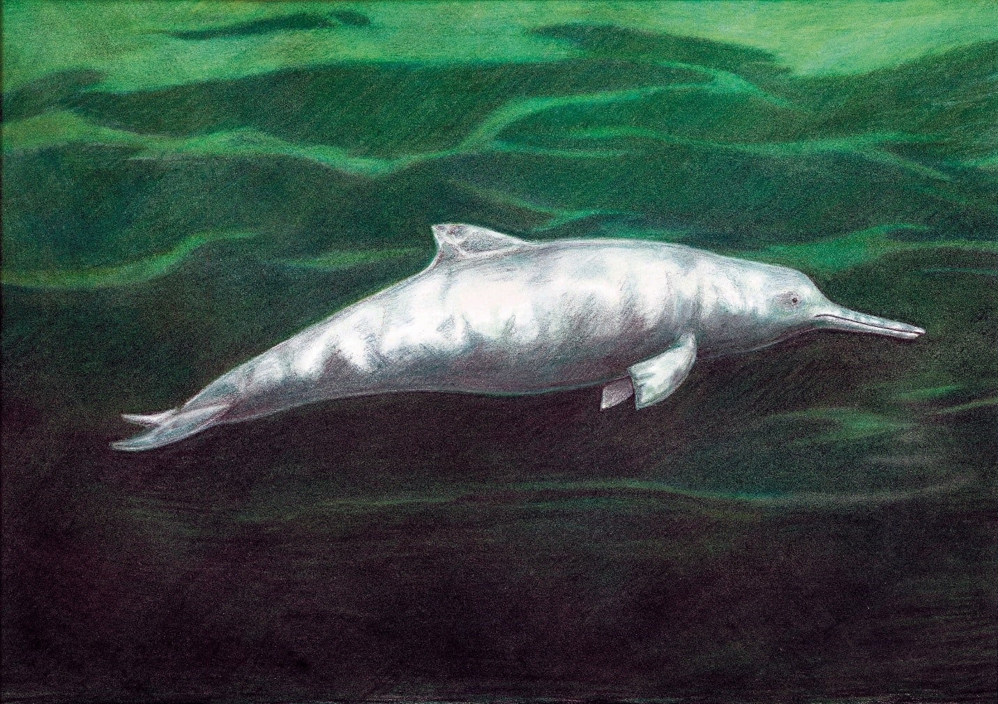 Descubren nueva especie de delfín que vivió hace 7 millones de años atrás