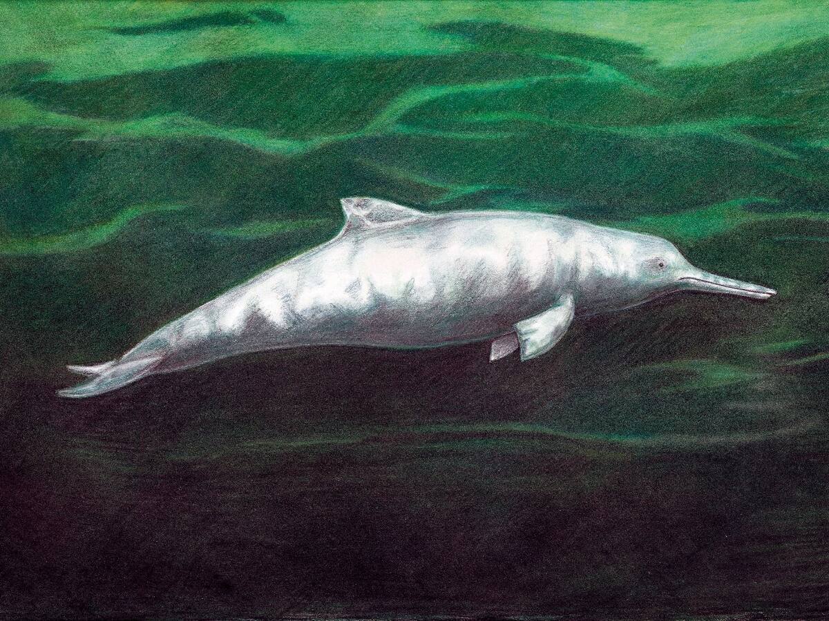 Descubren nueva especie de delfín que vivió hace 7 millones de años
