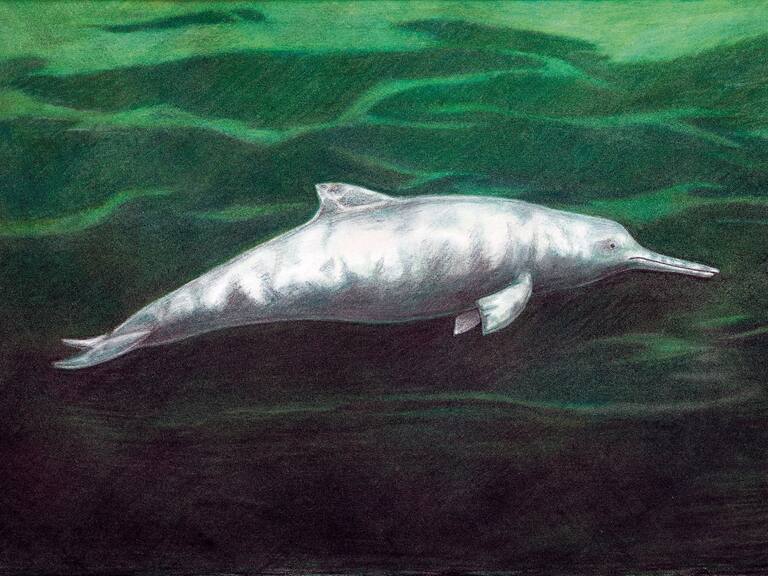 Descubren nueva especie de delfín que vivió hace 7 millones de años atrás