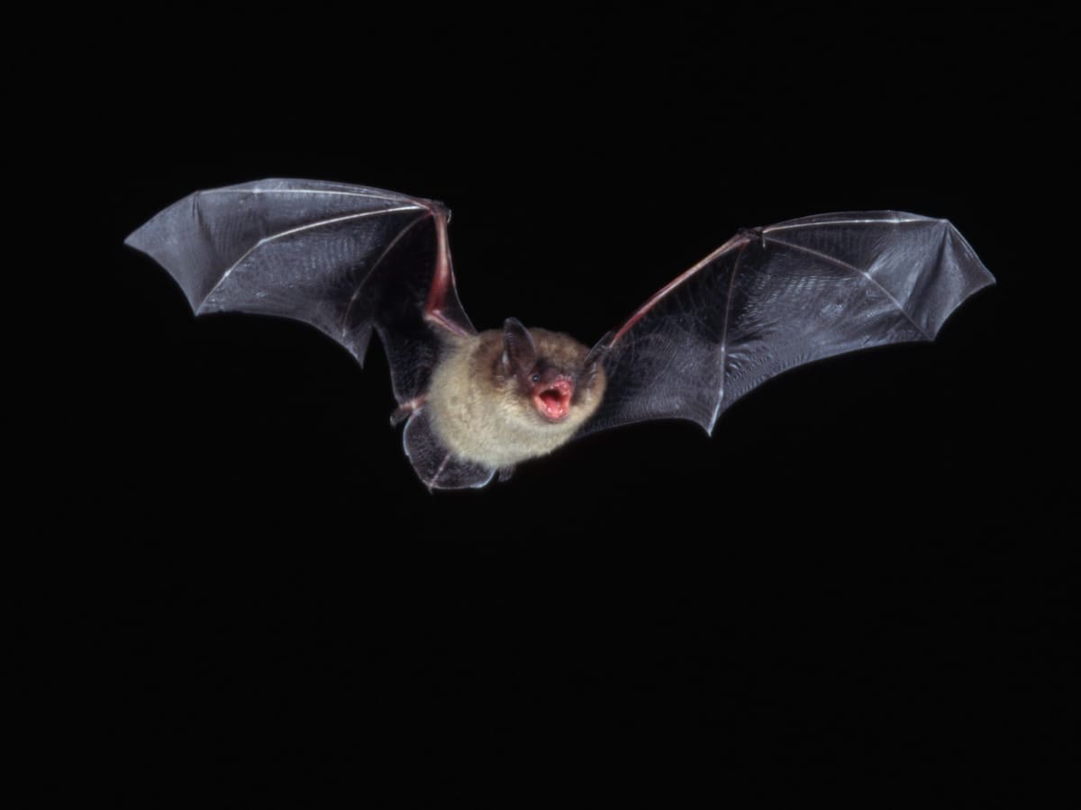 Nuevas especies de murciélagos estarían relacionadas con vinculados al coronavirus