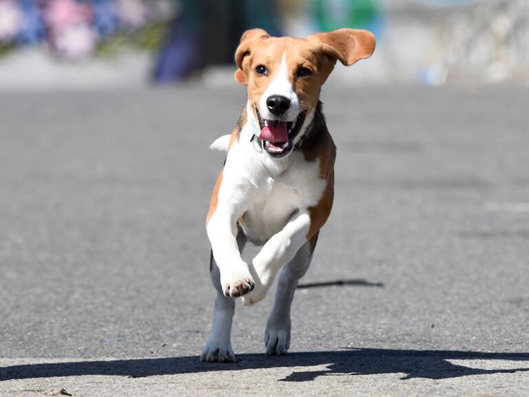 La “Perrifonda” debutó en Coquimbo: más de 4 mil personas asistieron con sus mascotas para celebrar Fiestas Patrias