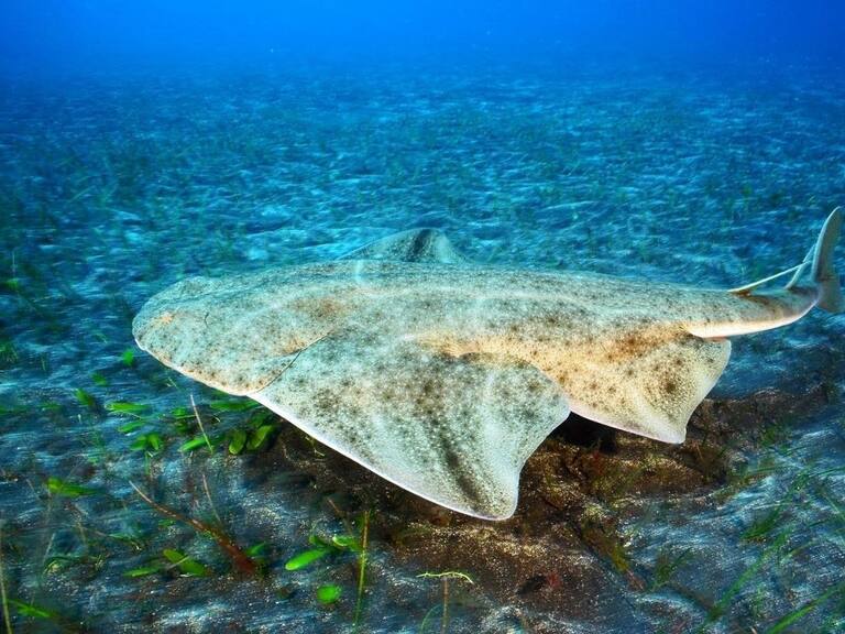 Foto: Instituto del Mar del Perú | EFE/Michael Sealey