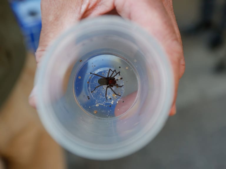 Cómo identificar las arañas de rincón en Chile (y cuáles son las mejores formas de eliminarlas)