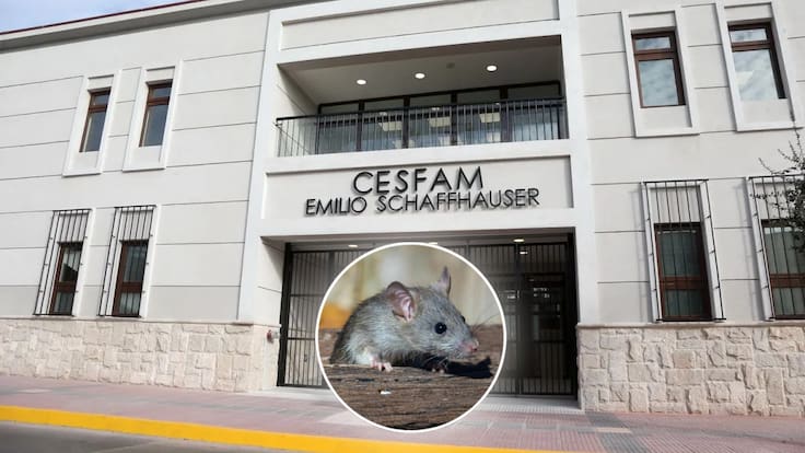 Descartan hantavirus en La Serena