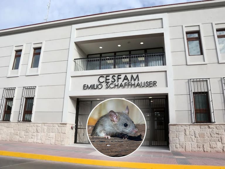 Descartan hantavirus en La Serena