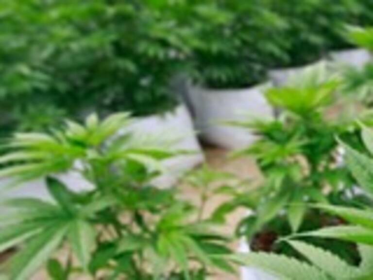 Comisión de Salud de la Cámara aprobó despenalización del autocultivo de marihuana