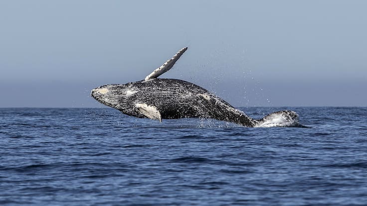 Tribunales chilenos aceptan por primera vez querellas de Greenpeace por la muerte de ballenas en áreas protegidas
