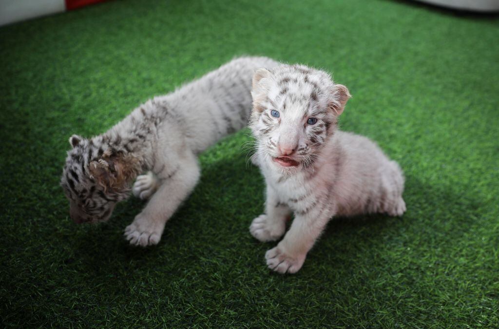 Tigres blanco cachorros (referencial)