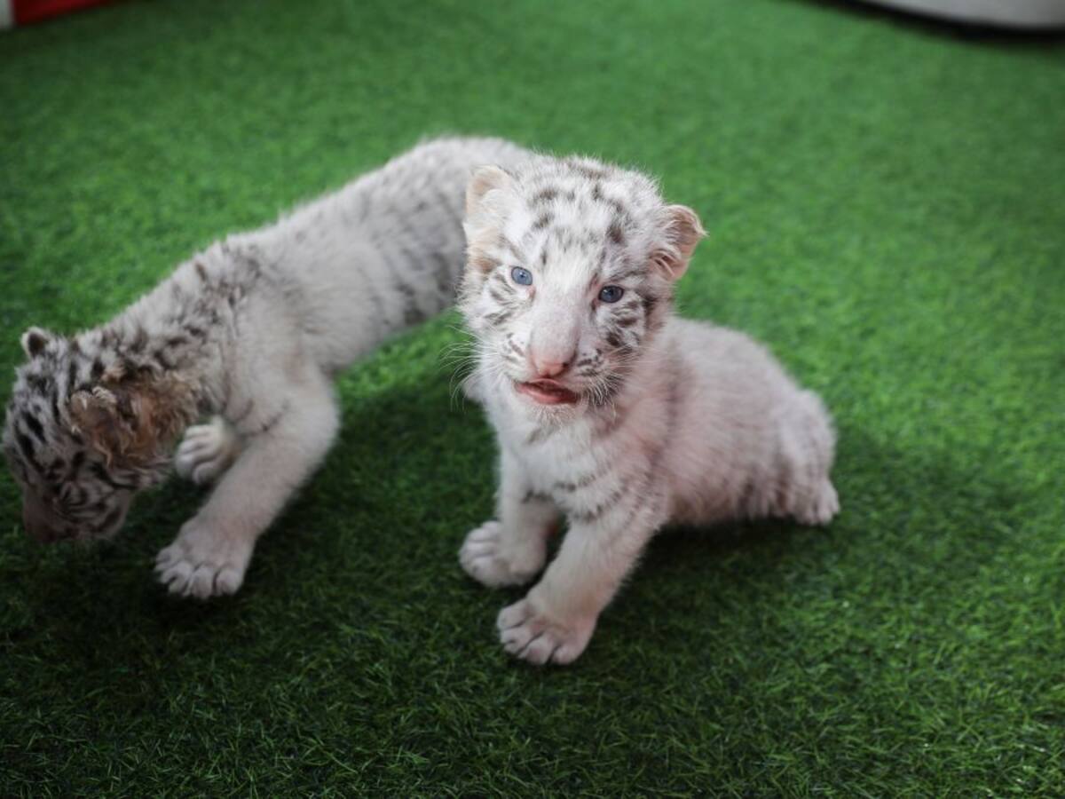 Murió la tigresa blanca recién nacida en el zoológico de Nicaragua: la especie está en peligro de extinción