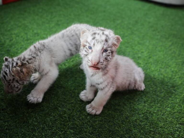 Tigres blanco cachorros (referencial)