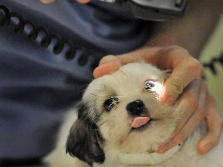 «Apostamos por volumen»: centro veterinario más barato de la RM cobra solo 1.000 por consulta general