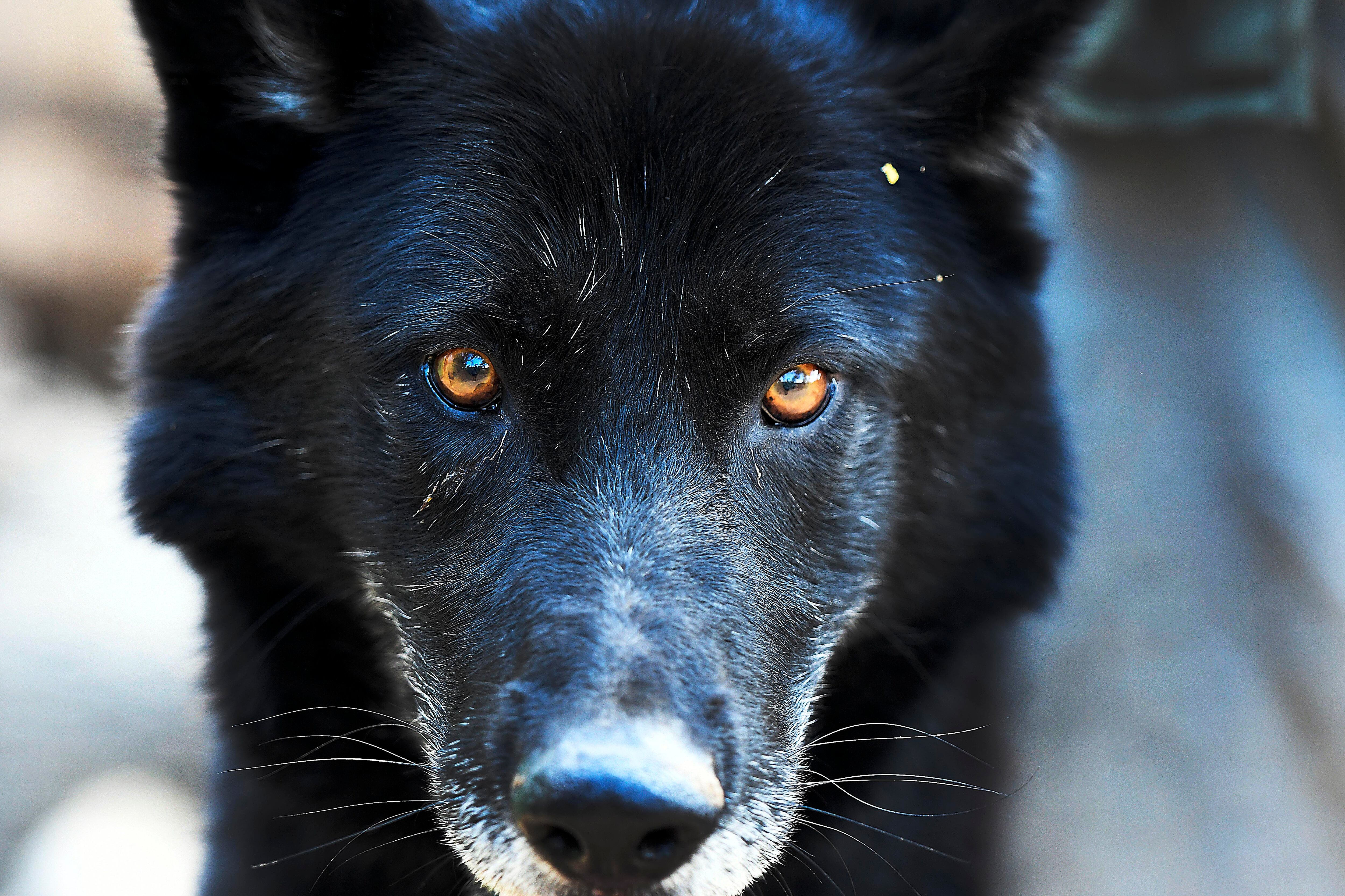 05 DE FEBRERO DE 2026// QUILPUÉ
El Bioparque Fundo El Carmen, ubicado en Quilpué y fundado en 1990 como zoológico , hoy alberga 578 animales de 112 especies y opera con un sistema de visitas guiadas acotadas, como parte de su enfoque en conservación, educación y bienestar animal. En la fotografía un Calupoh
FOTO: PABLO OVALLE ISASMENDI/ AGENCIAUNO