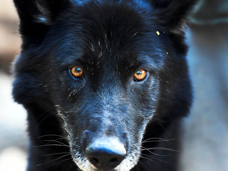 05 DE FEBRERO DE 2026// QUILPUÉ
El Bioparque Fundo El Carmen, ubicado en Quilpué y fundado en 1990 como zoológico , hoy alberga 578 animales de 112 especies y opera con un sistema de visitas guiadas acotadas, como parte de su enfoque en conservación, educación y bienestar animal. En la fotografía un Calupoh
FOTO: PABLO OVALLE ISASMENDI/ AGENCIAUNO