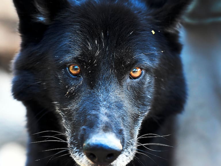 05 DE FEBRERO DE 2026// QUILPUÉ
El Bioparque Fundo El Carmen, ubicado en Quilpué y fundado en 1990 como zoológico , hoy alberga 578 animales de 112 especies y opera con un sistema de visitas guiadas acotadas, como parte de su enfoque en conservación, educación y bienestar animal. En la fotografía un Calupoh
FOTO: PABLO OVALLE ISASMENDI/ AGENCIAUNO