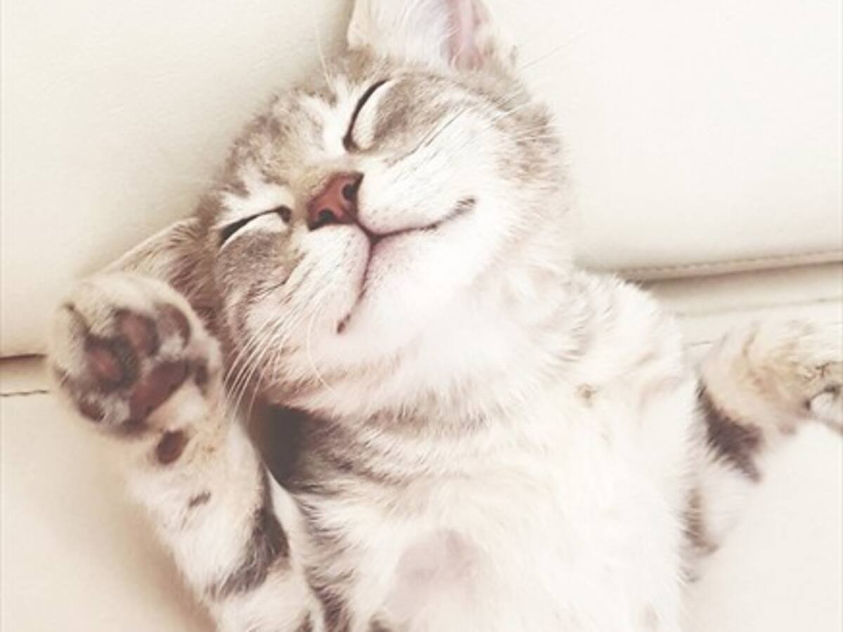Nueva jornada de adopción de gatos este domingo 15 en Providencia