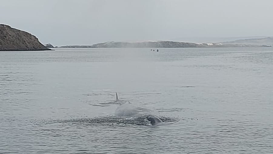 Ballena varada en Antofagasta