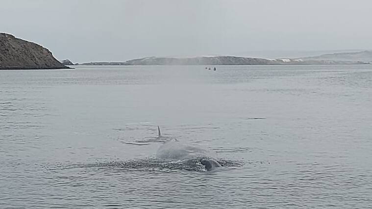 Ballena varada en Antofagasta