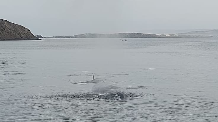 Muere ballena de 15 metros varada en Antofagasta pese a operativo de rescate