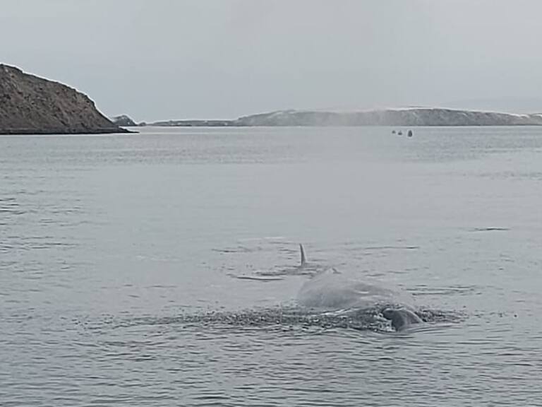 Ballena varada en Antofagasta