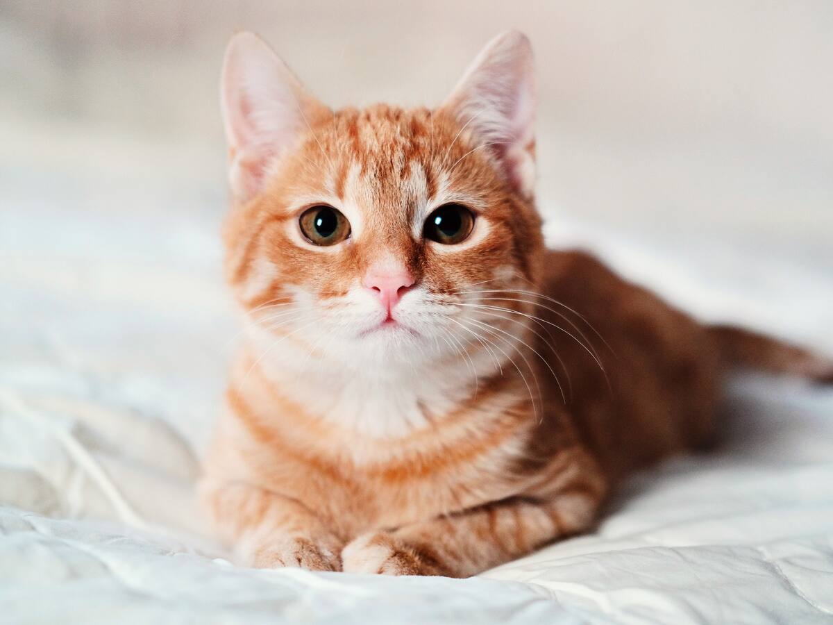 ¿Por qué los gatos naranjas son tan únicos? La ciencia por fin tiene la respuesta