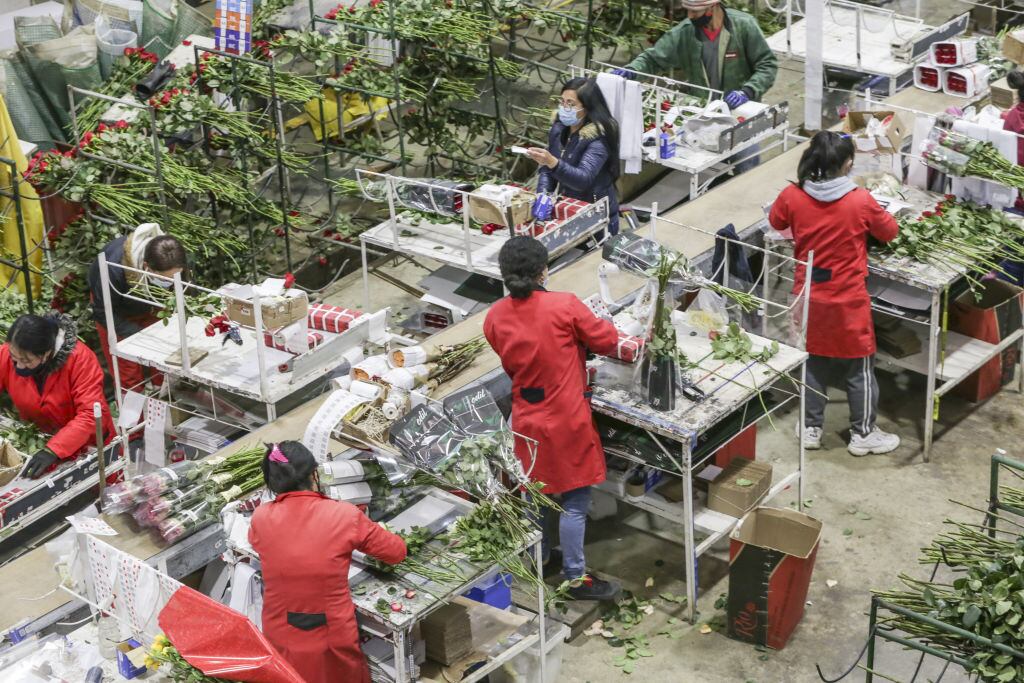 Trabajadoras en una empresa de recolección de rosas en Colombia