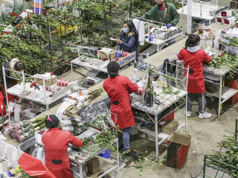 Trabajadoras en una empresa de recolección de rosas en Colombia