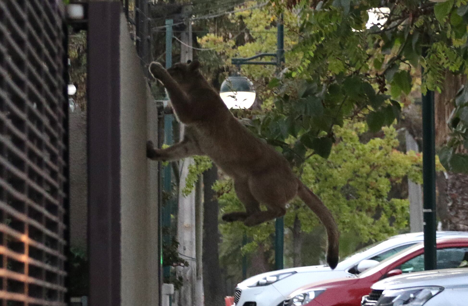 Operativo en Ñuñoa por puma suelto