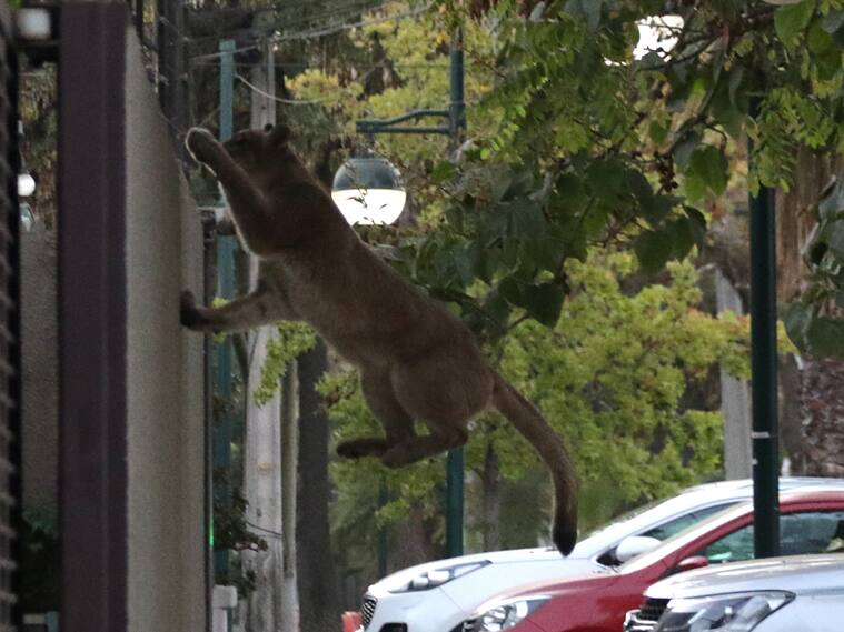 Operativo en Ñuñoa por puma suelto