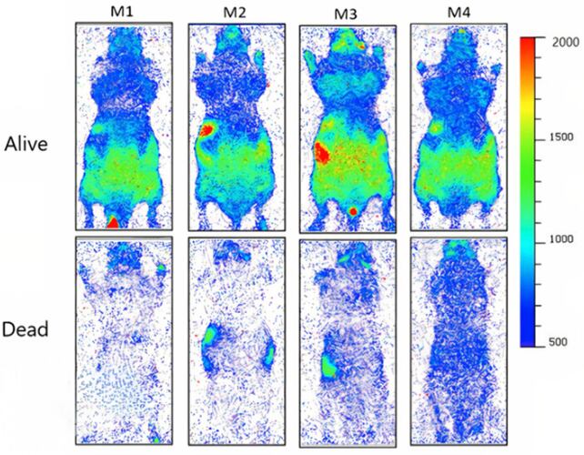 Contraste en las emisiones de UPE en cuatro ratones, vivos (arriba) y muertos (abajo). (Salari et al., J. Phys. Chem. Lett. , 2025)