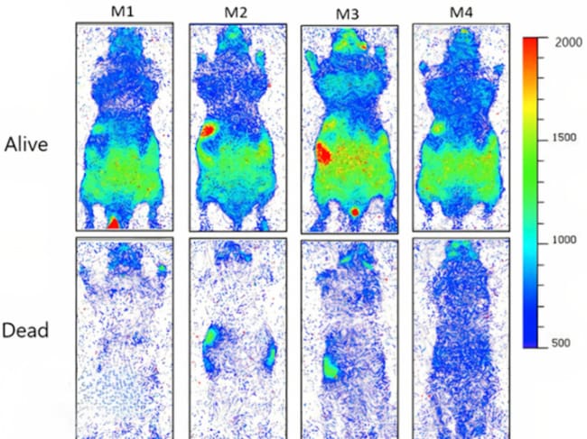 Contraste en las emisiones de UPE en cuatro ratones, vivos (arriba) y muertos (abajo). (Salari et al., J. Phys. Chem. Lett. , 2025)