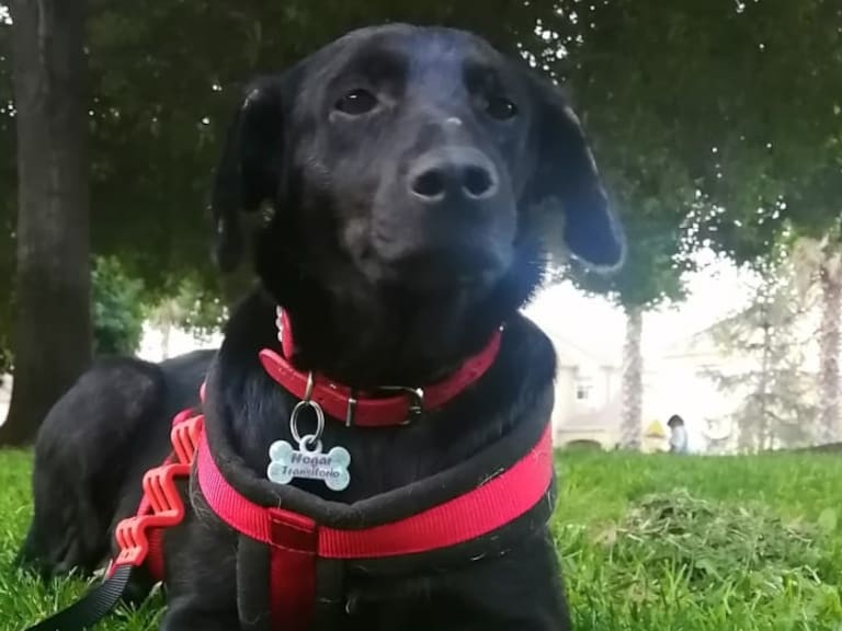 Tuvo a sus cachorros en un basural: La historia de Tomasa, perrita de cuatro años que hoy sólo quiere un hogar
