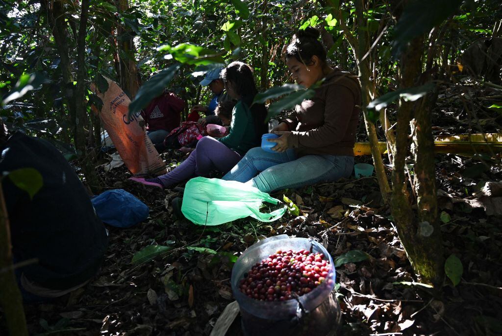 Menores de edad trabajan en las cosechas en Honduras