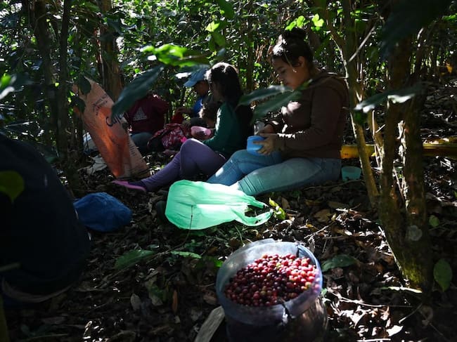 Menores de edad trabajan en las cosechas en Honduras