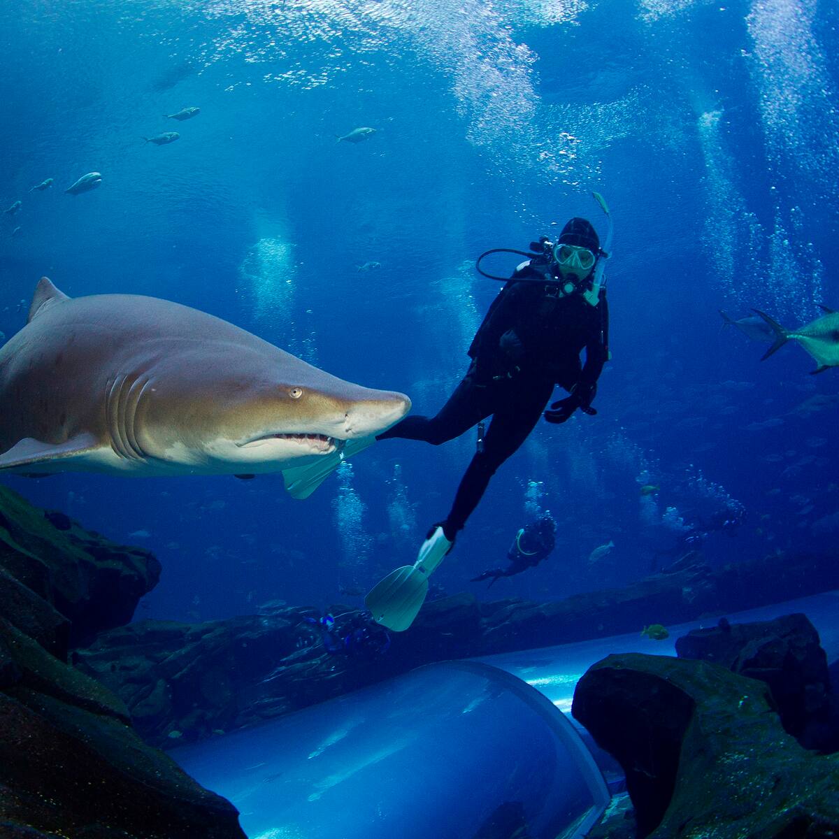 Hombre de 40 años muere tras ser atacado por un grupo de tiburones “inofensivos”