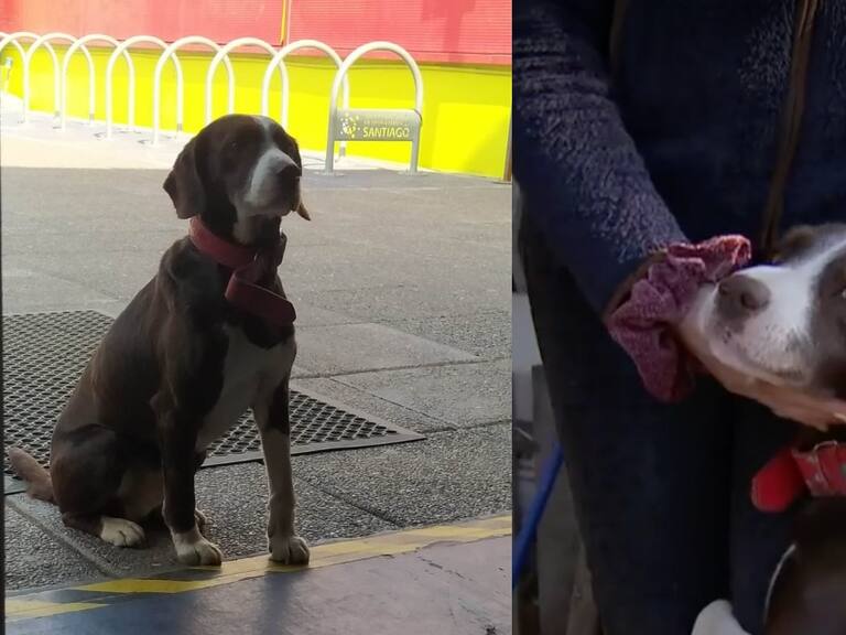 Historia con final feliz: Milo, perrito olvidado en local de votación de Maipú, se reencontró con su familia