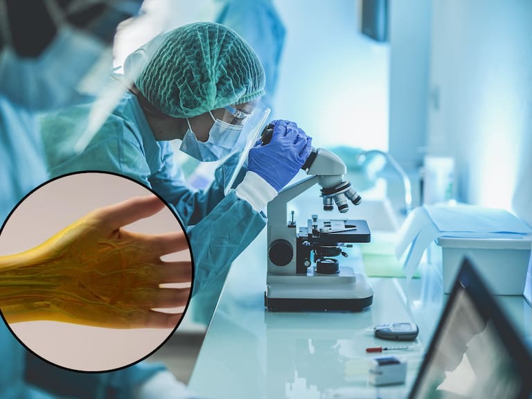 Científicos de la Universidad de Stanford revelan cómo hacer que la piel se vuelva transparente