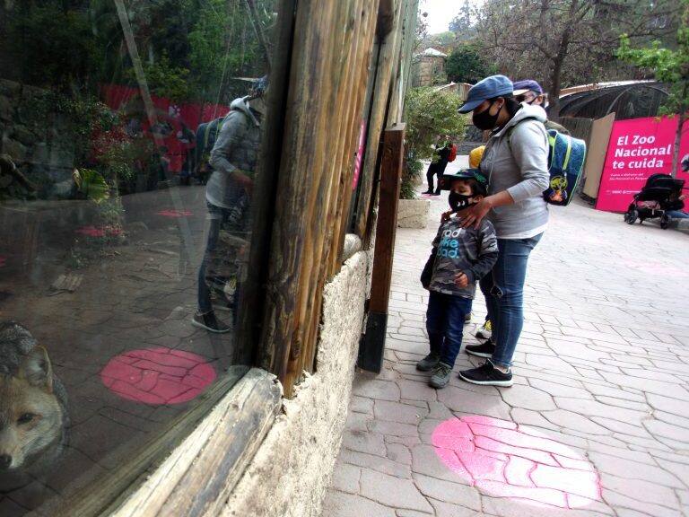29 DE SEPTIEMBRE DE 2020/SANTIAGO
Personas a traves del vidrio observan a los animales durante la visita al Zoologico Metropolitano, tras abrir las puertas este 29 de septiembre respetando medidas sanitariase durante el plan Paso a Paso, el ingreso al lugar es por calle Pio Nono, Santiago.
FOTO: AILEN DÍAZ/AGENCIAUNO