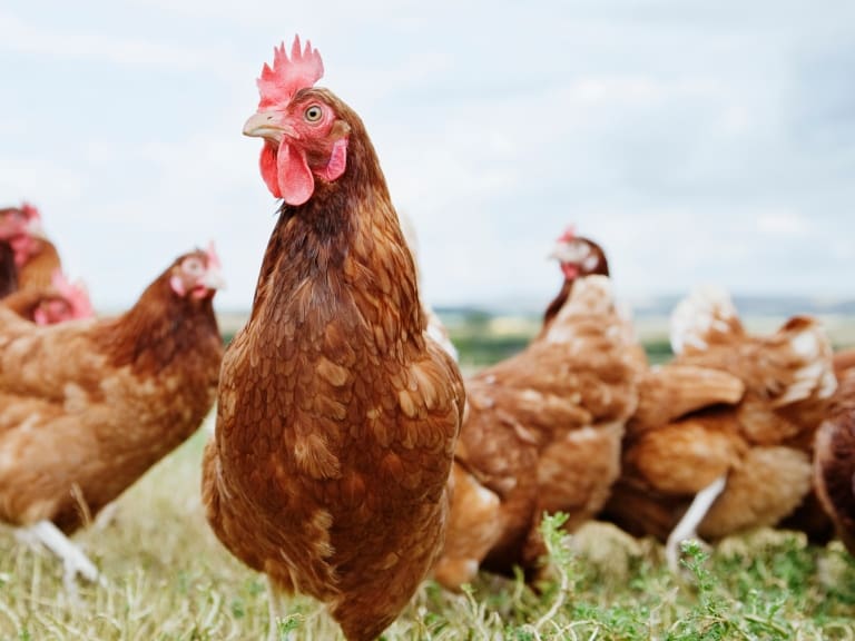 Sacrifican a más de cuatro mil aves por brote de gripe aviar en Linares