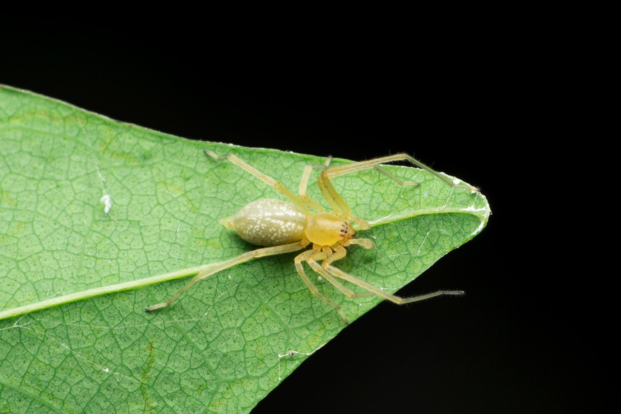 Araña de saco amarilla