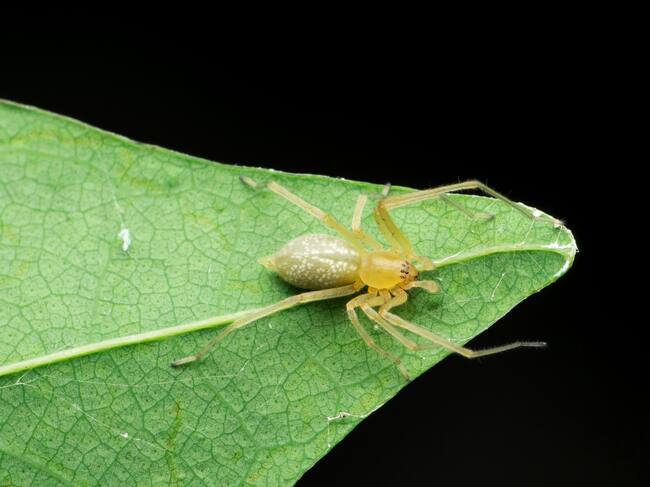 Araña de saco amarilla